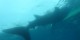Philippines - 2012-01-16 - 146 - Whale Shark Beach